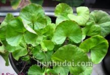 “ ယႃႁႅင်းလူင် ပူႇထဝ်ႈၵၼ်ႉၸၢင်ႉ မႄႈႁၢင်ႉယွၼ်းပေႃး”